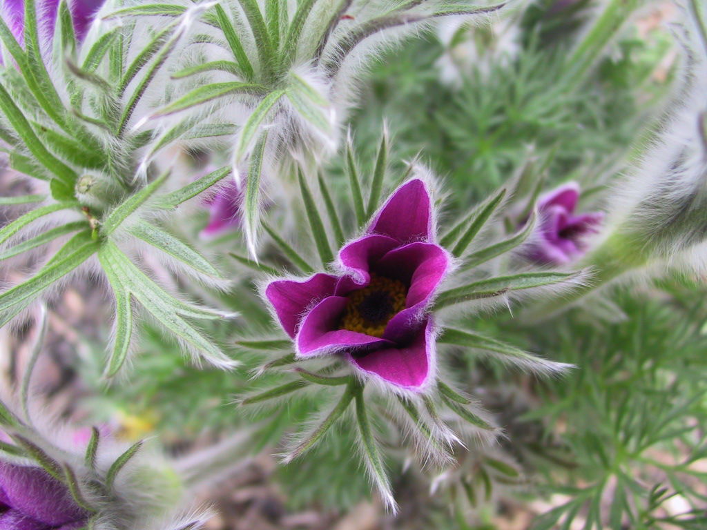 Popular wildflowers
